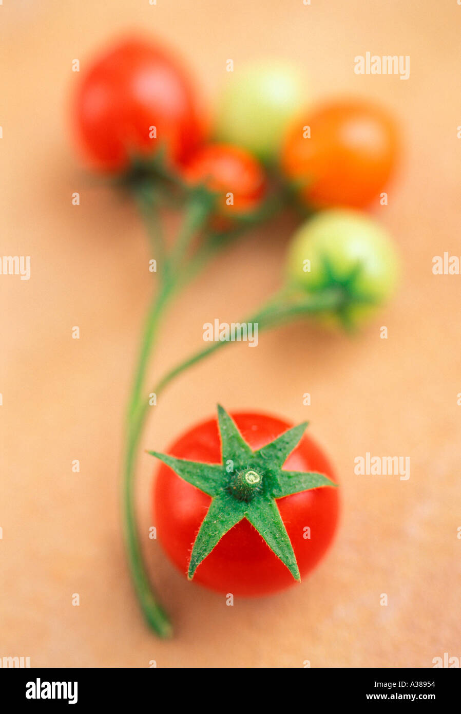 Cherry tomatoes ripe and unripe on stem Stock Photo