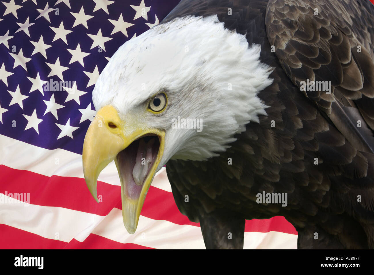 North American Bald Eagle and the flag of the United States of America Stock Photo