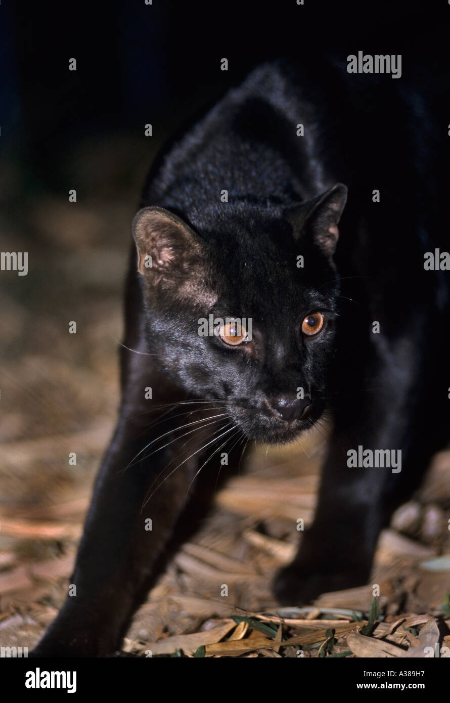 Black Asian golden cat (Catopuma temminckii), Captive, Port Lympne Wild Animal Park, Kent, UK Stock Photo