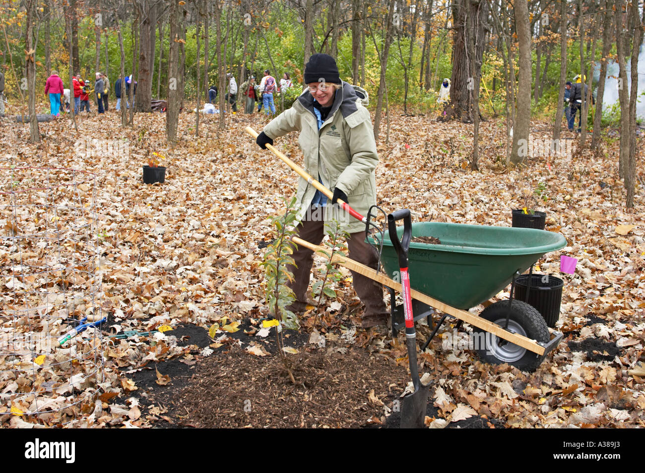 PRESERVES Vernon Hills Illinois Woman use pitchfork to add mulch around newly planted tree Stock