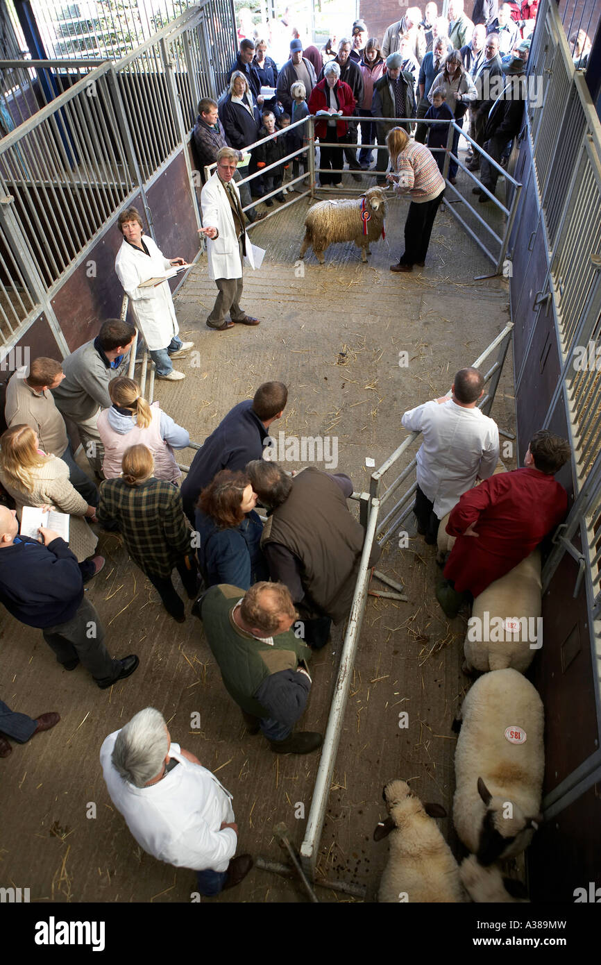 Sheep auction at the rare breeds animal sale Murton cattle market near York North Yorkshire England UK Stock Photo