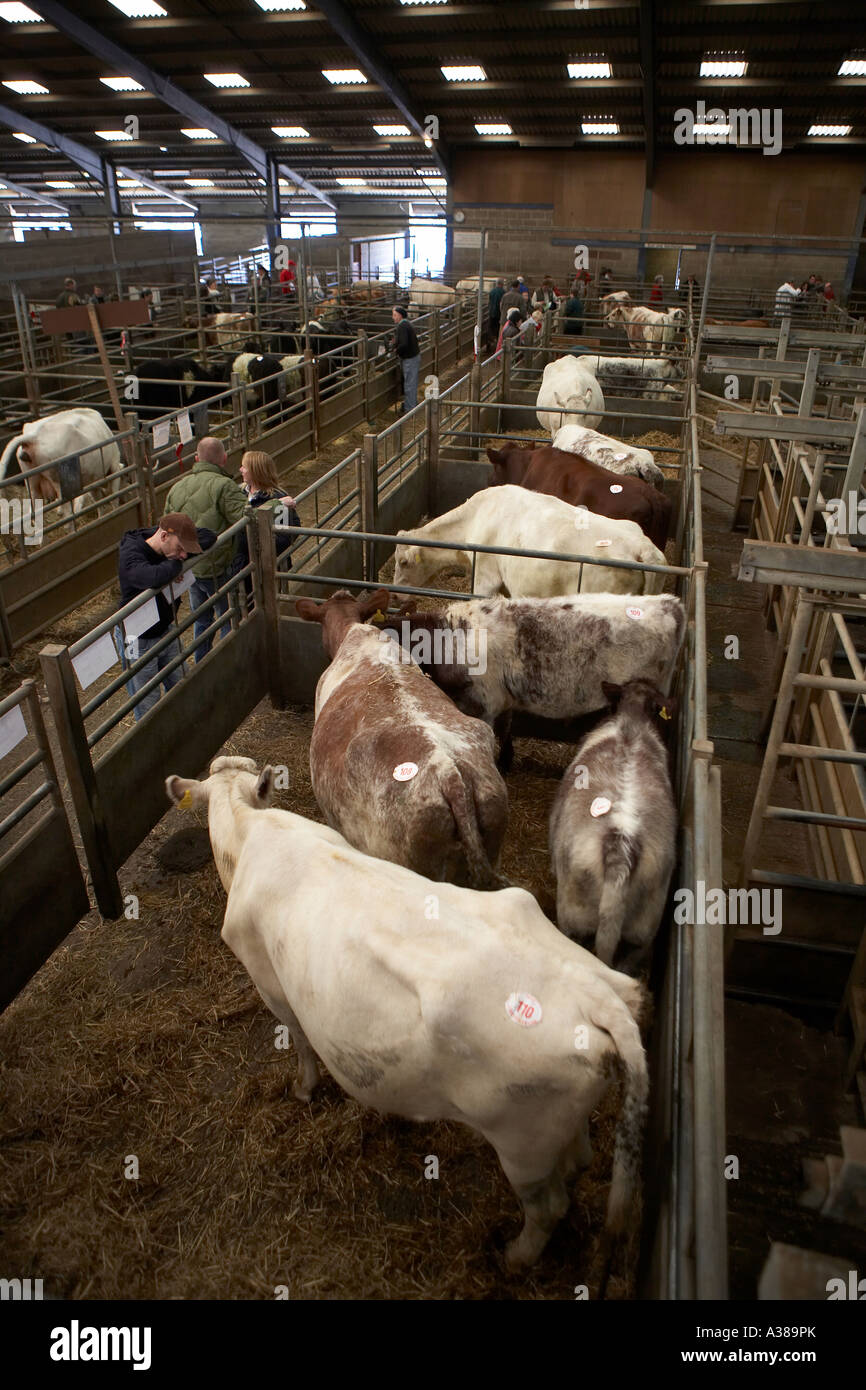 Cattle auction at Murton cattle market near York Stock Photo Alamy