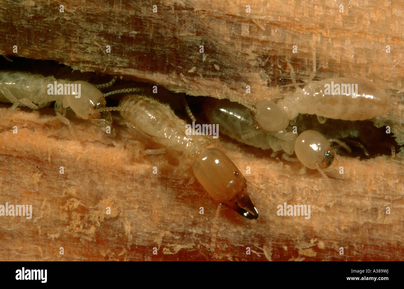Termites, Reticulitermes lucifugus. Soldier and workers on timber Stock Photo