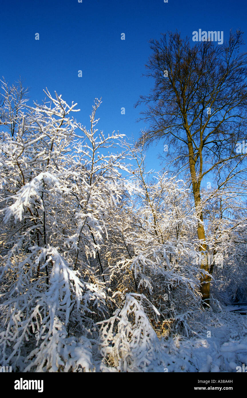 COMPIEGNE FOREST - PICARDY - FRANCE Stock Photo - Alamy