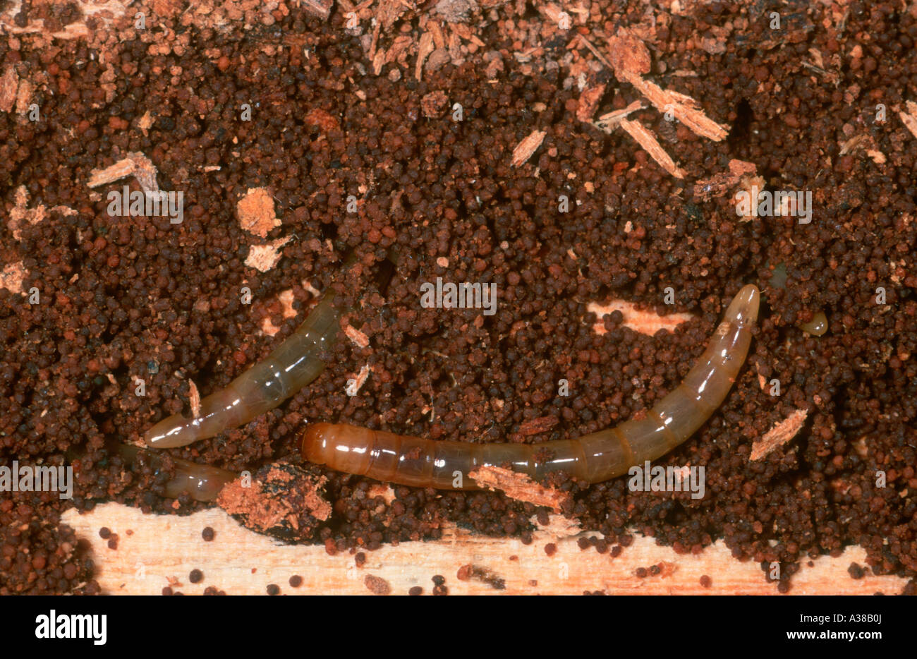 Click Beetles, Family Elateridae. Larvae on ground Stock Photo
