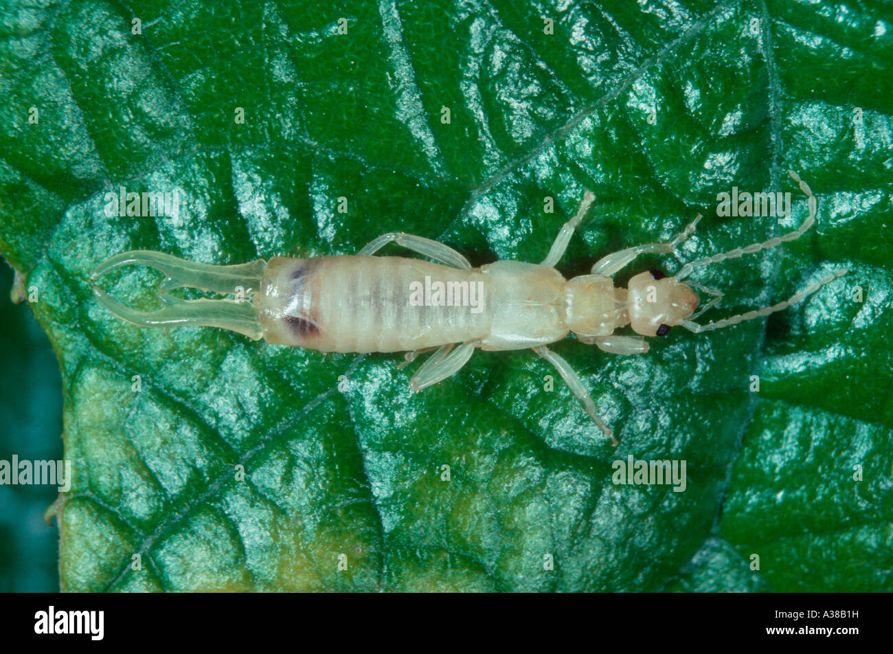 Albinic hi-res stock photography and images - Alamy