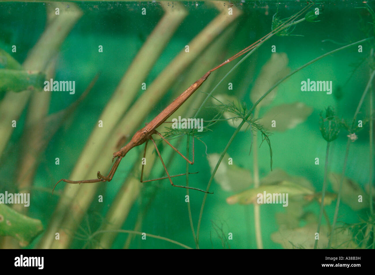 Water Stick Insect, Ranatra linearis. On pond Stock Photo