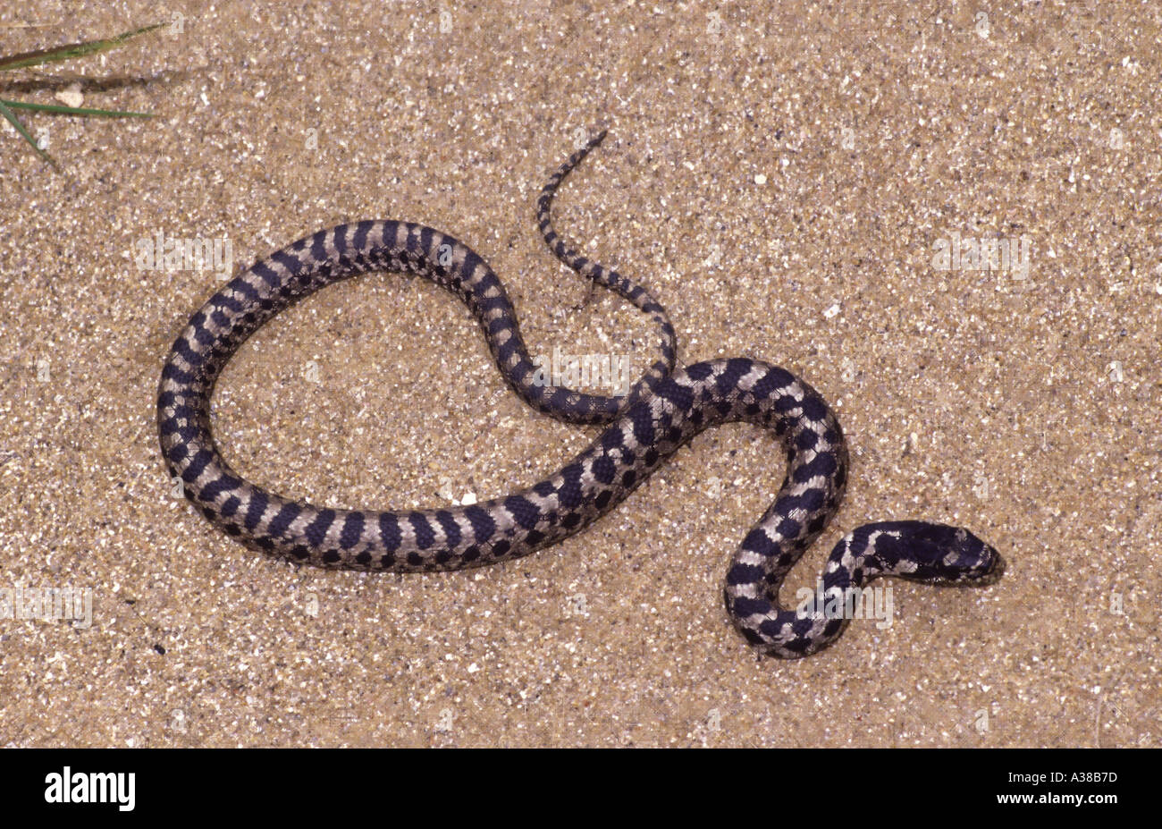 Four lined Snake Juvenile Spain elaphe quatuorlineata Stock Photo