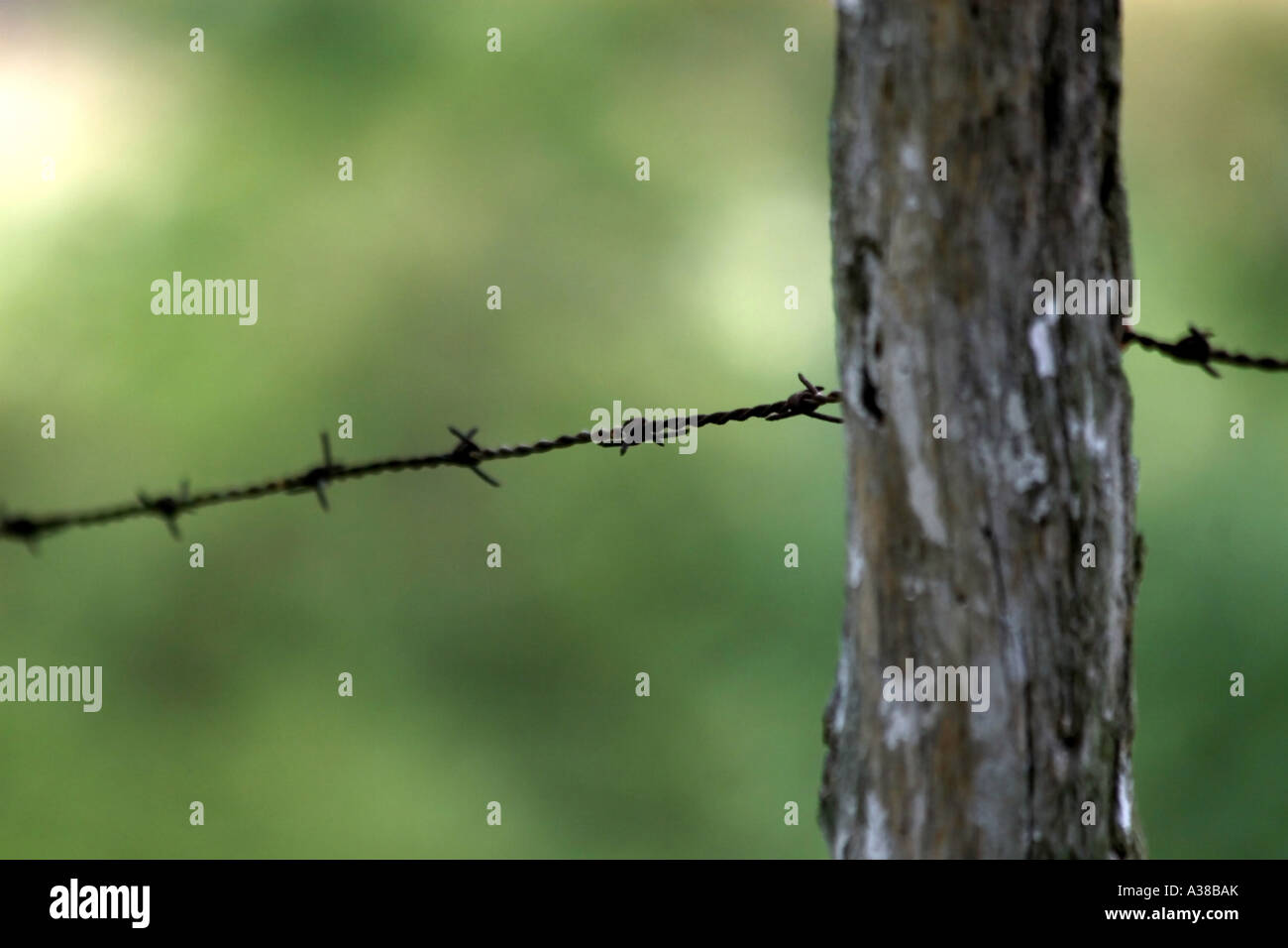 Close up of Rusted Barbed Wire with a Blurred Green Background, Passing ...
