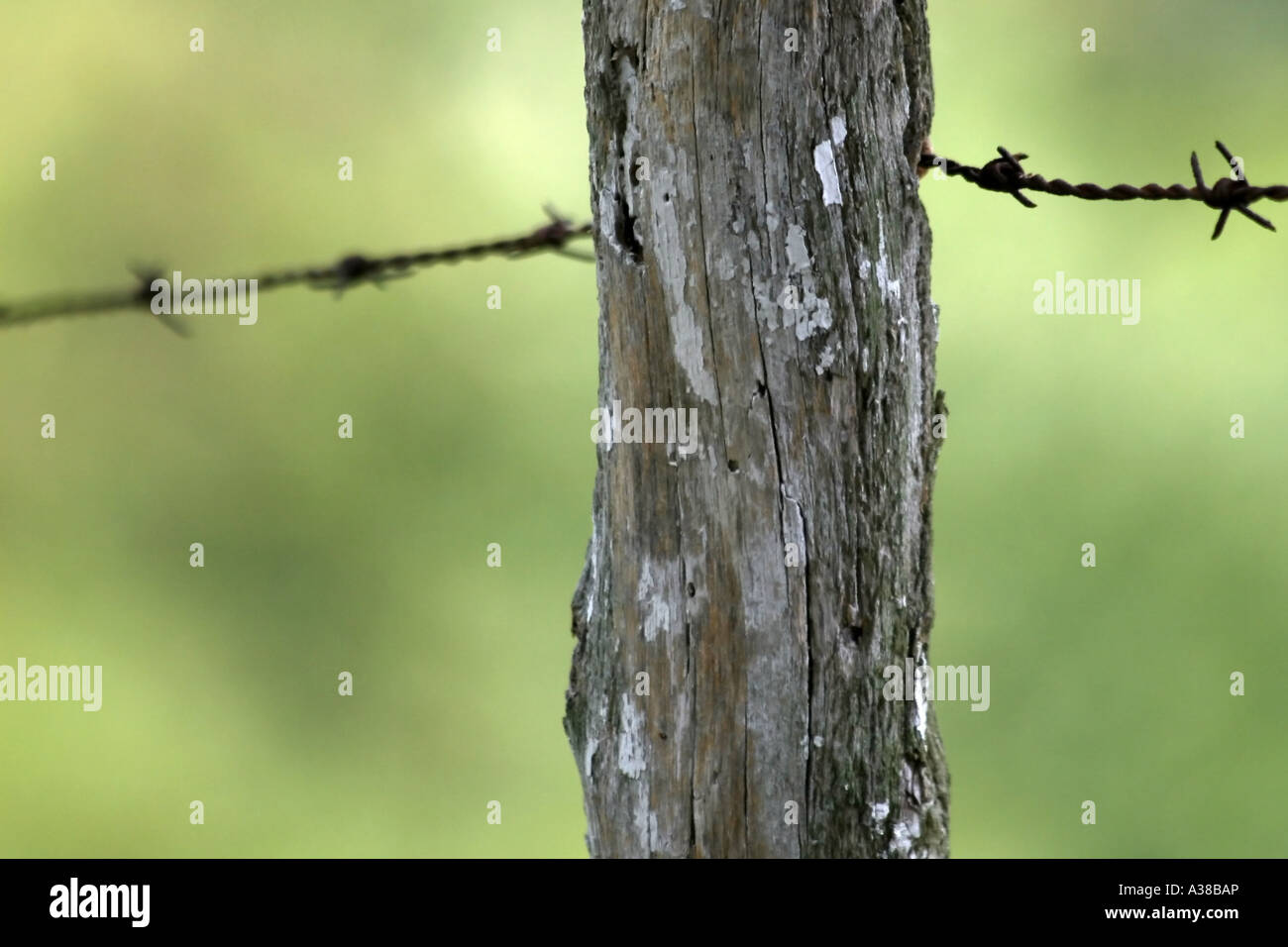 Close up of Rusted Barbed Wire with a Blurred Green Background, Passing ...