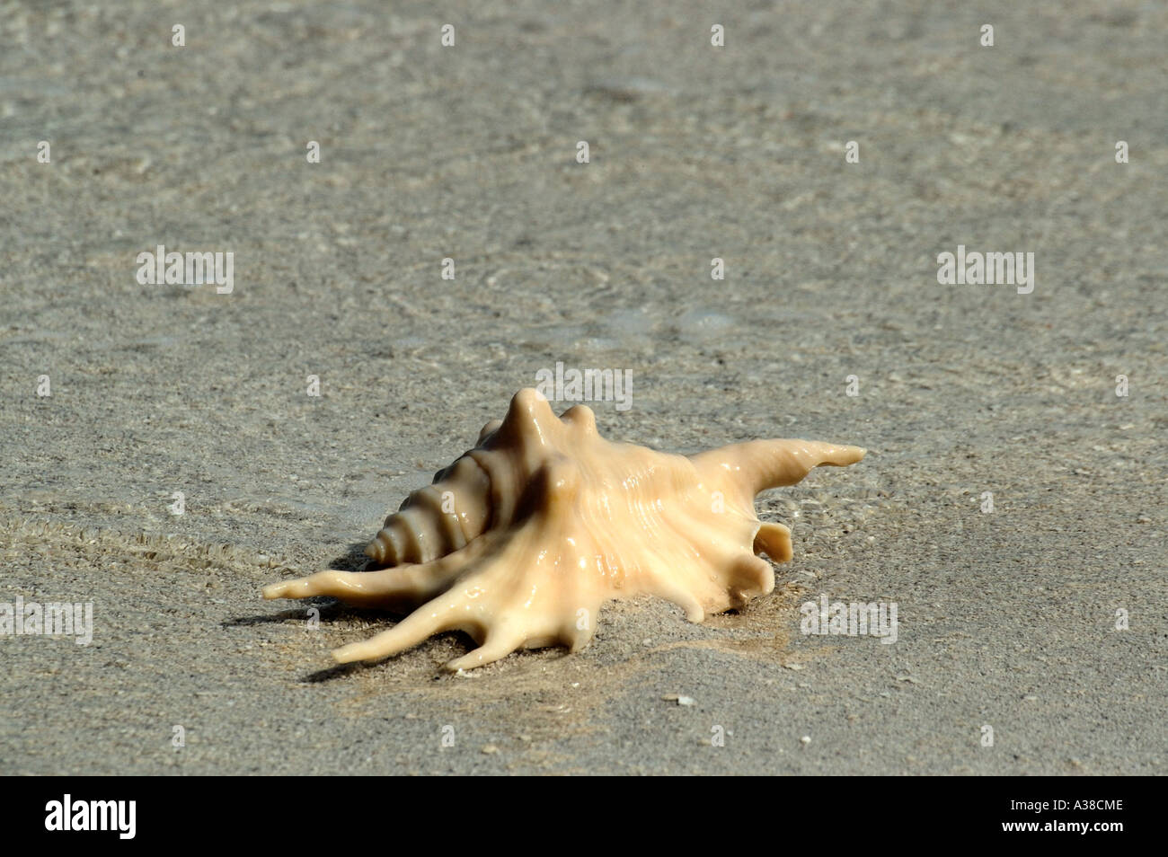 Seashell on tropical beach Stock Photo