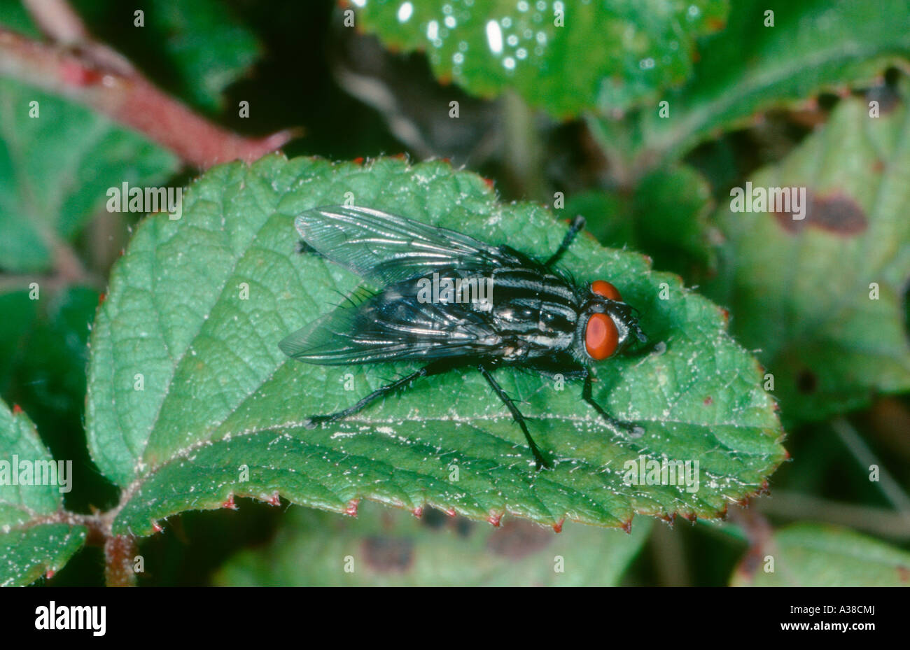 Flesh-fly, Sarcophaga carnaria. On leaf Stock Photo