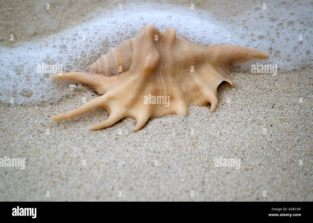 Spider seashell Stock Photo