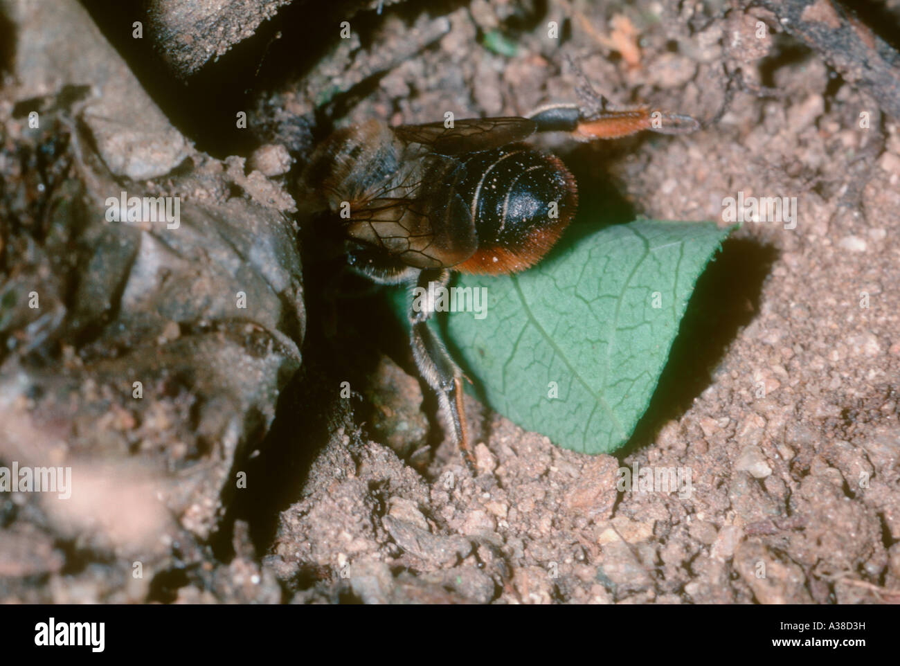 Leaf cutter Bee, Megachile sp. Entering in its nest with a carried leaf