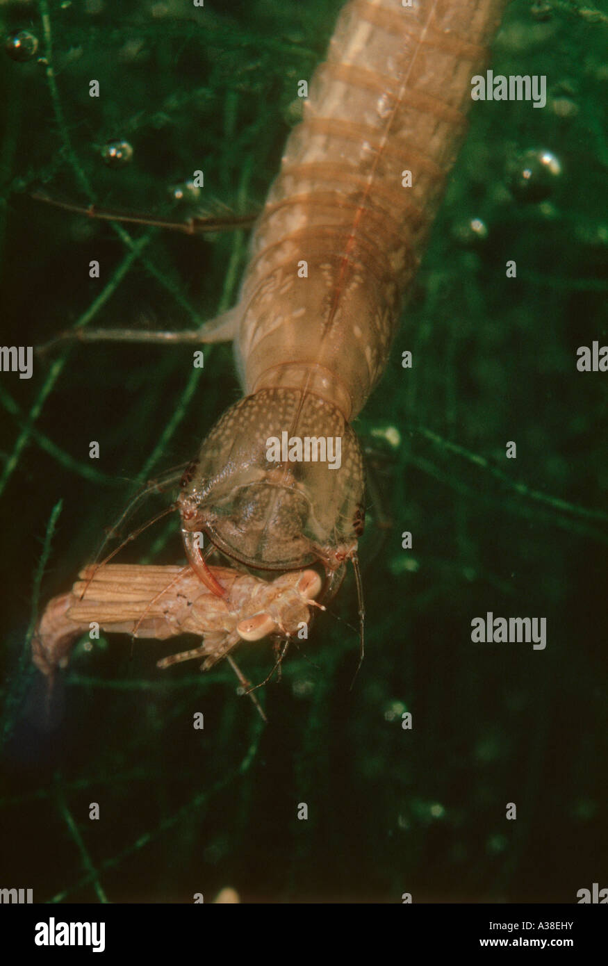 Diving Beetle, Dytiscus marginalis. Larva devouring a Damselfly nymph. Life cicle series 4 of 17 Stock Photo