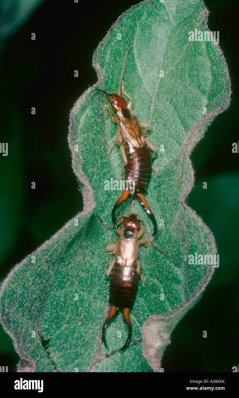 Earwig female male hires stock photography and images Alamy