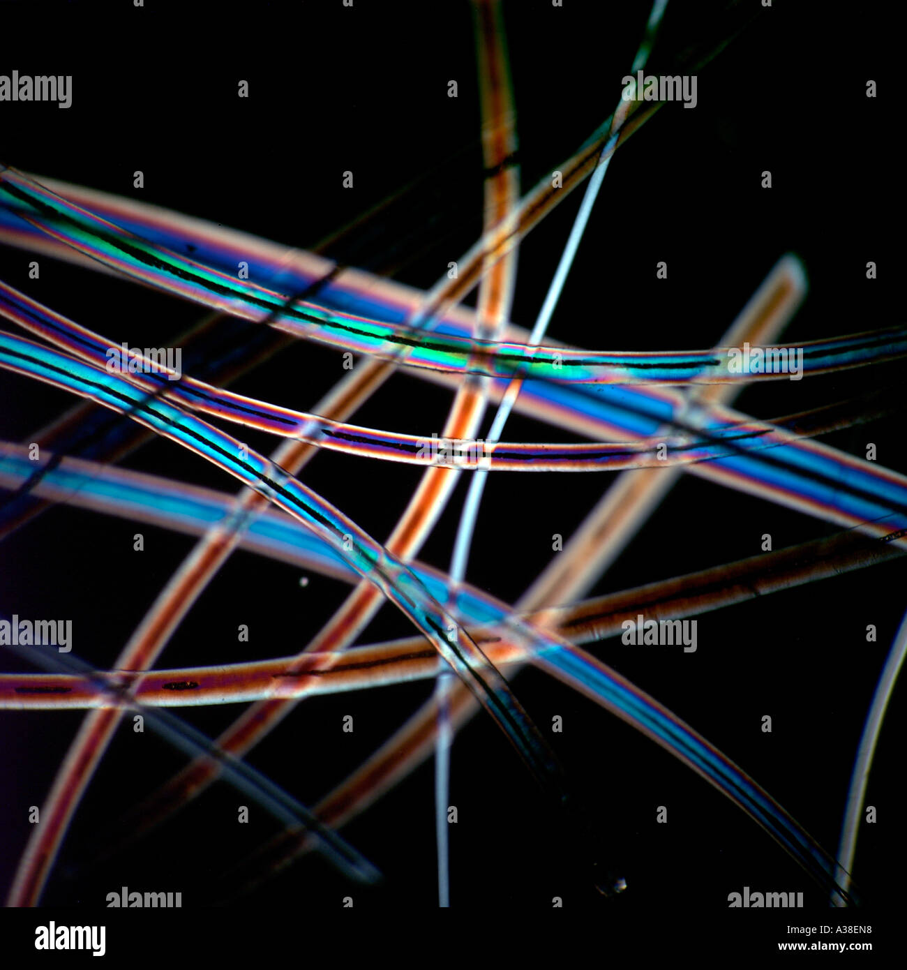 WHITE BEAR HAIR PHOTOMICROGRAPH CROSS POLARIZED LIGHTING Stock Photo