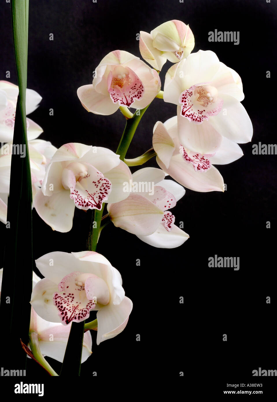 white orchid hybrid black background Stock Photo
