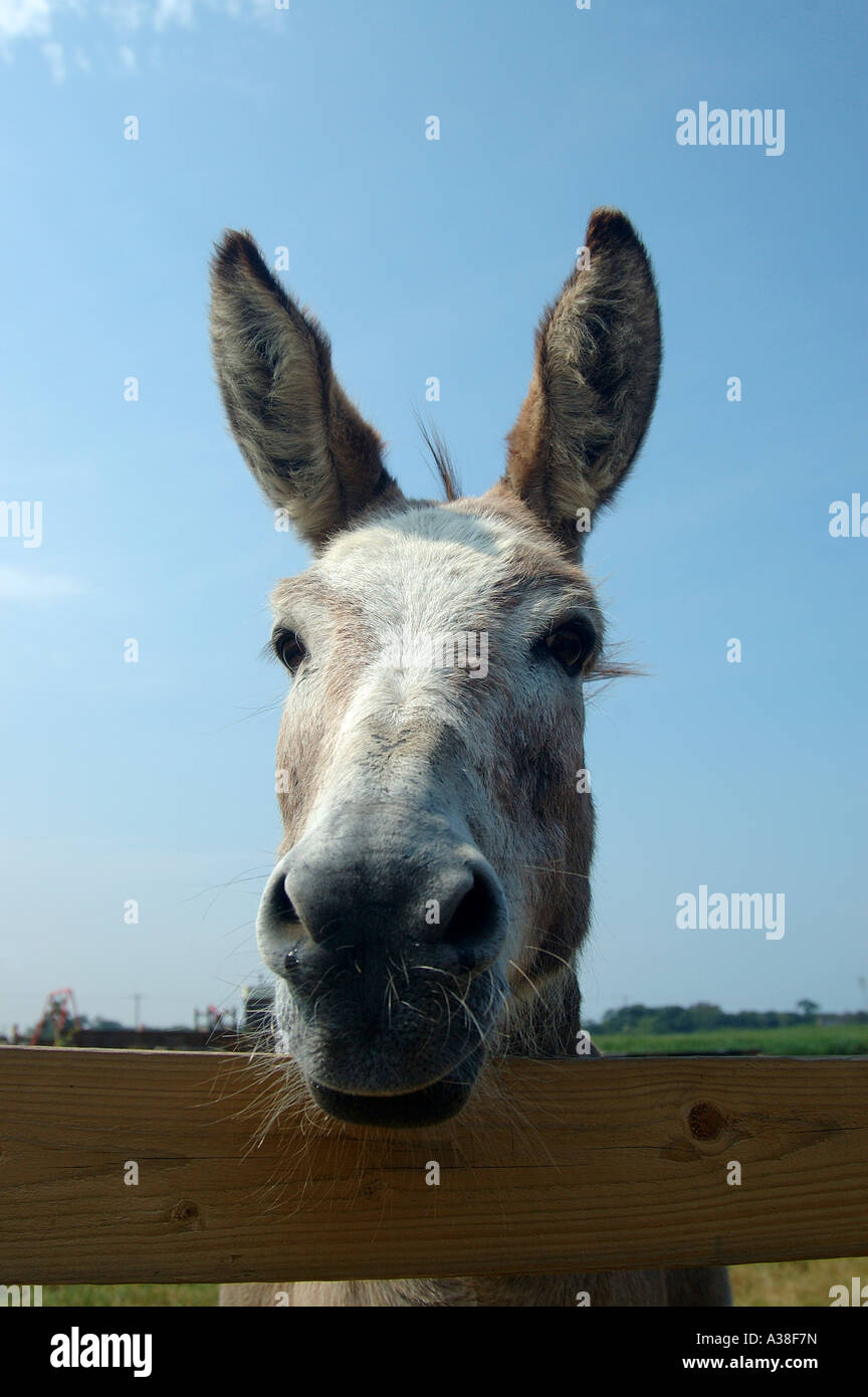 Donkey looking out over the fence Stock Photo - Alamy