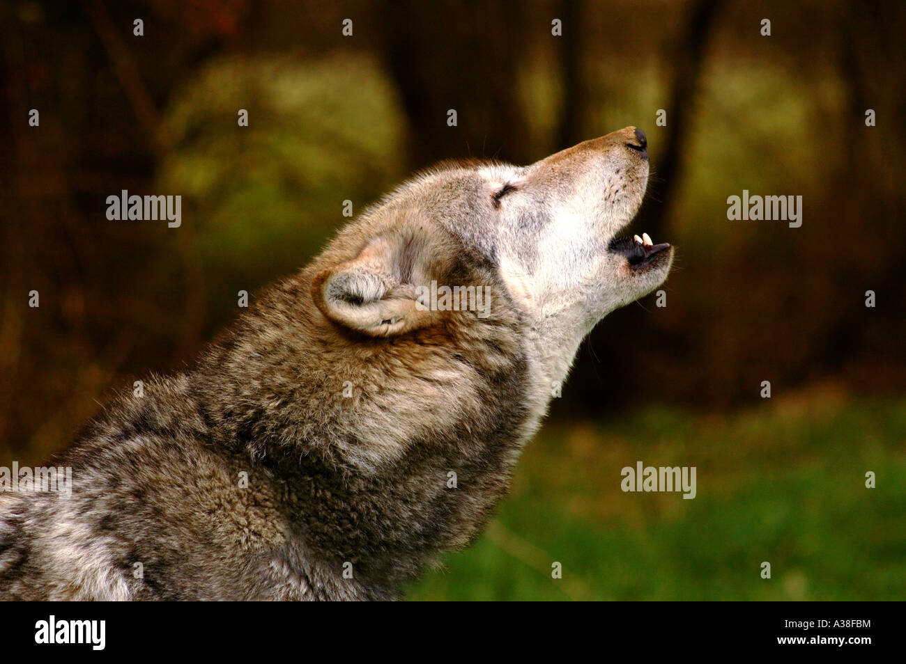 Grey Wolf howling Stock Photo - Alamy