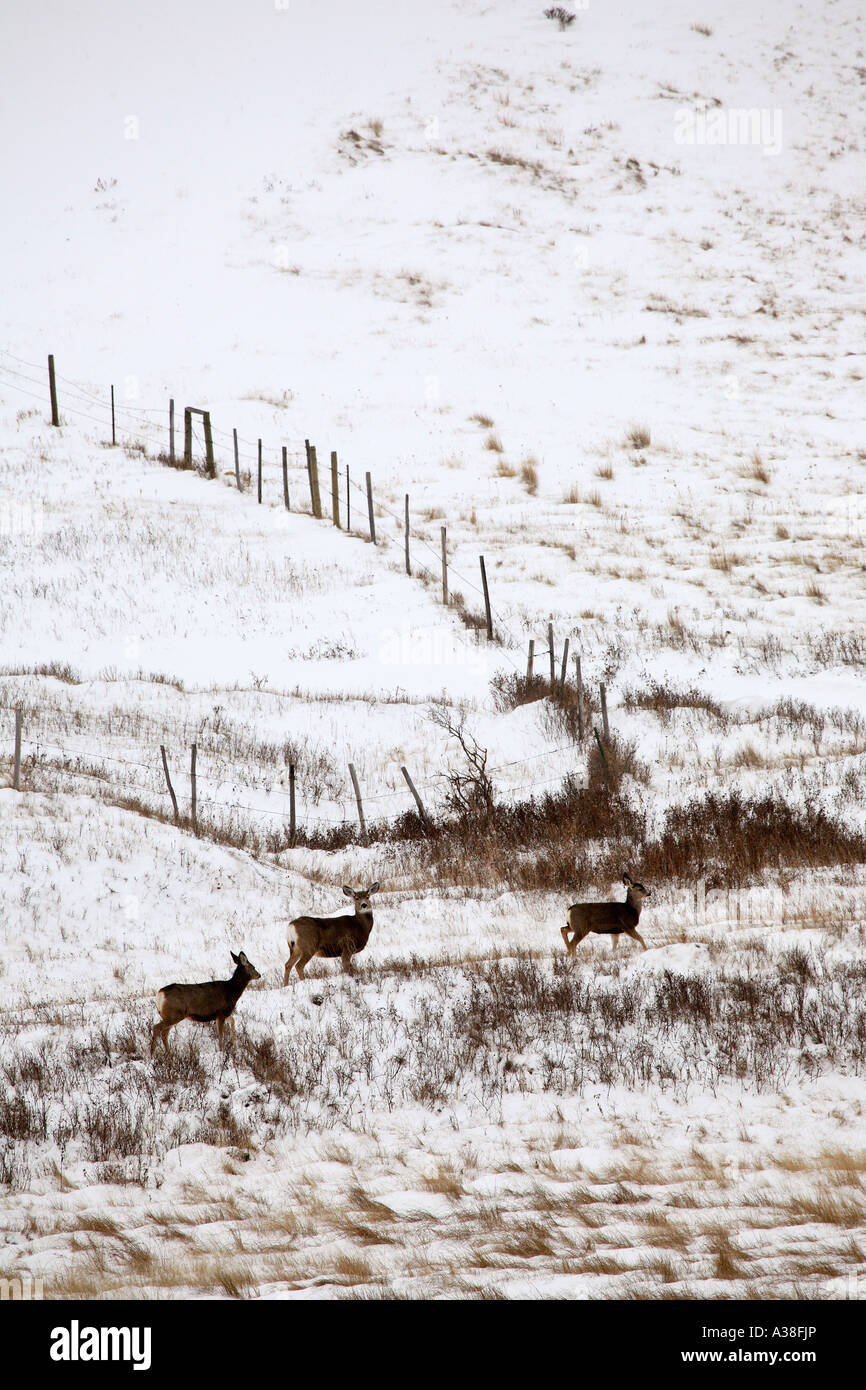 mule deer in snow covered coulée's Stock Photo
