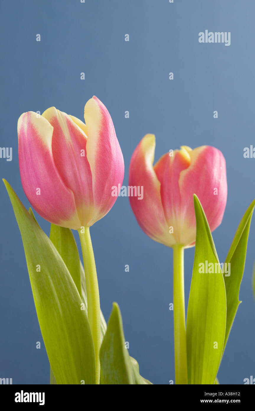 England,UK. A portrait of two pink and white tulips against a plain blue background Stock Photo