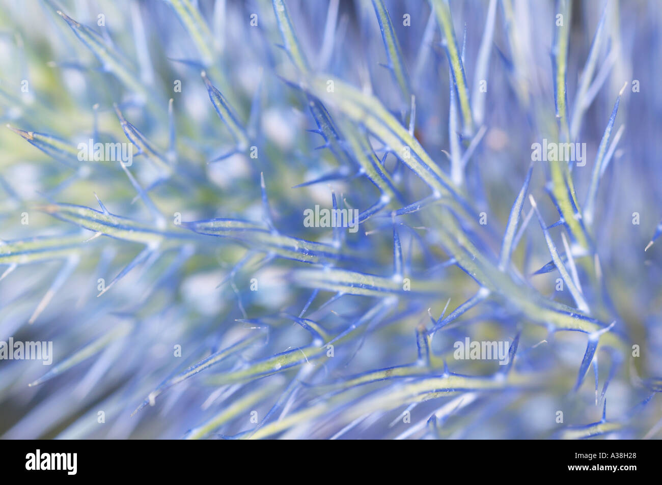 England,UK. Extreme closeup view of a Sea Holly flower head Stock Photo