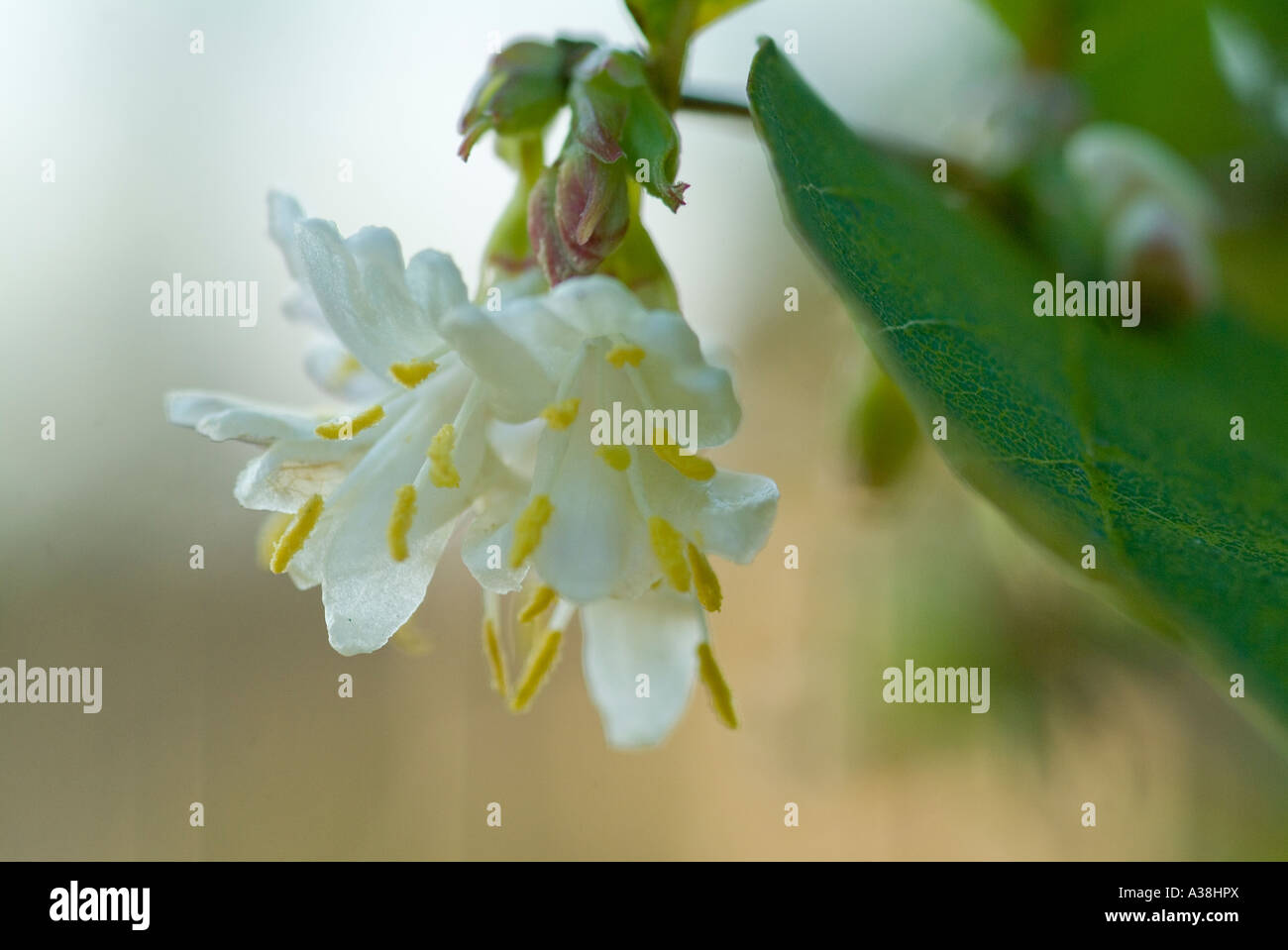 The white fragrant winter flowers of the shrub Lonicera fragrantissima Stock Photo