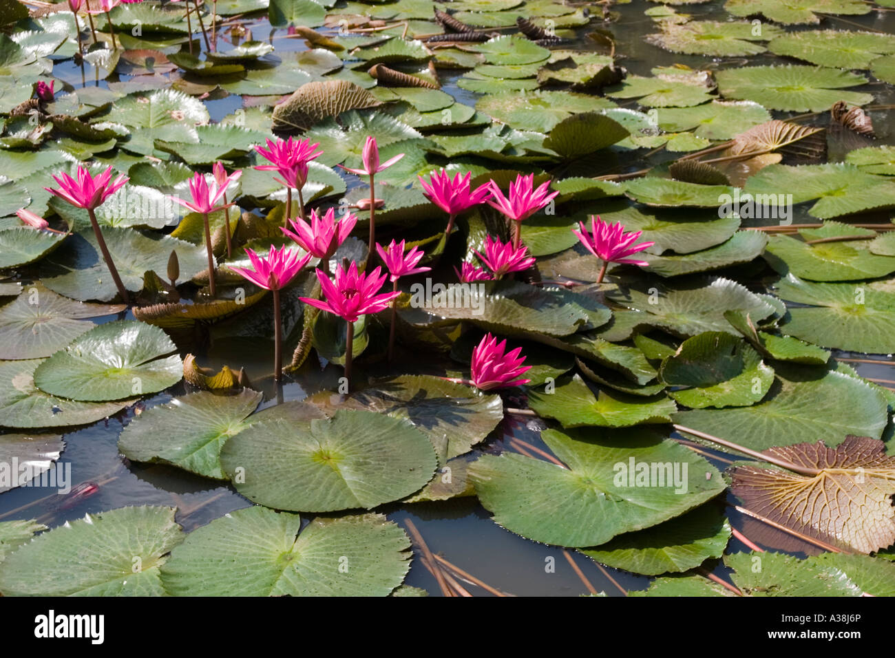 Water lilies in the Mekong Delta Vietnam Stock Photo - Alamy