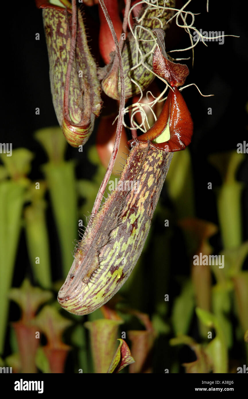 Pitcher plant insect hi-res stock photography and images - Alamy