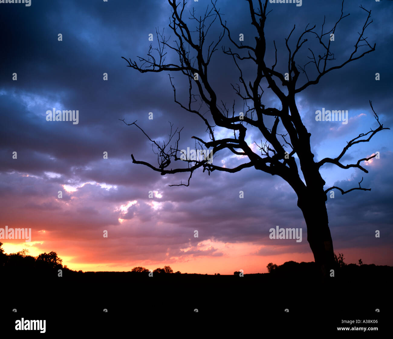 Silhouette Of A Dead Oak Tree Against A Stunning Sunset Kent England Stock Photo Alamy