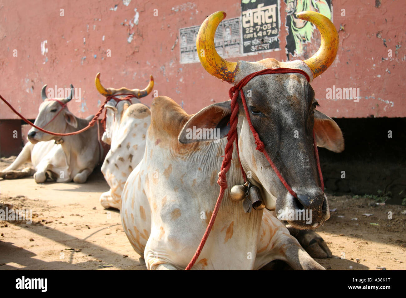 Zebu cow with painted horns during Diwali in Orchha, Madhya Pradesh