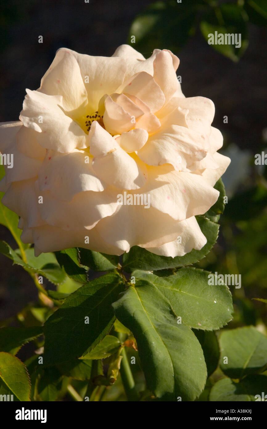 Apricot Nectar rose Stock Photo Alamy