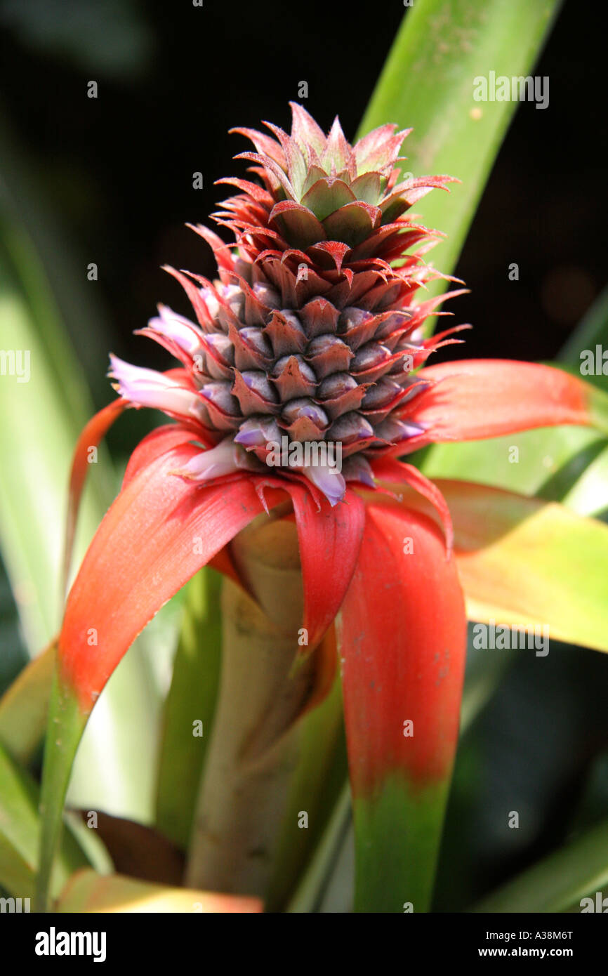 Pineapple (Ananas comosus) plant native to tropical areas Stock Photo