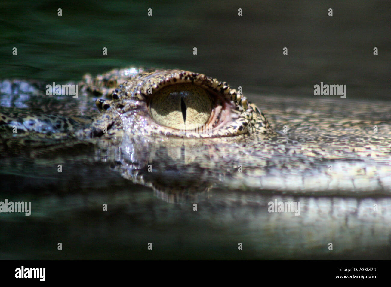Crocodile close-up in Singapore Zoo Stock Photo
