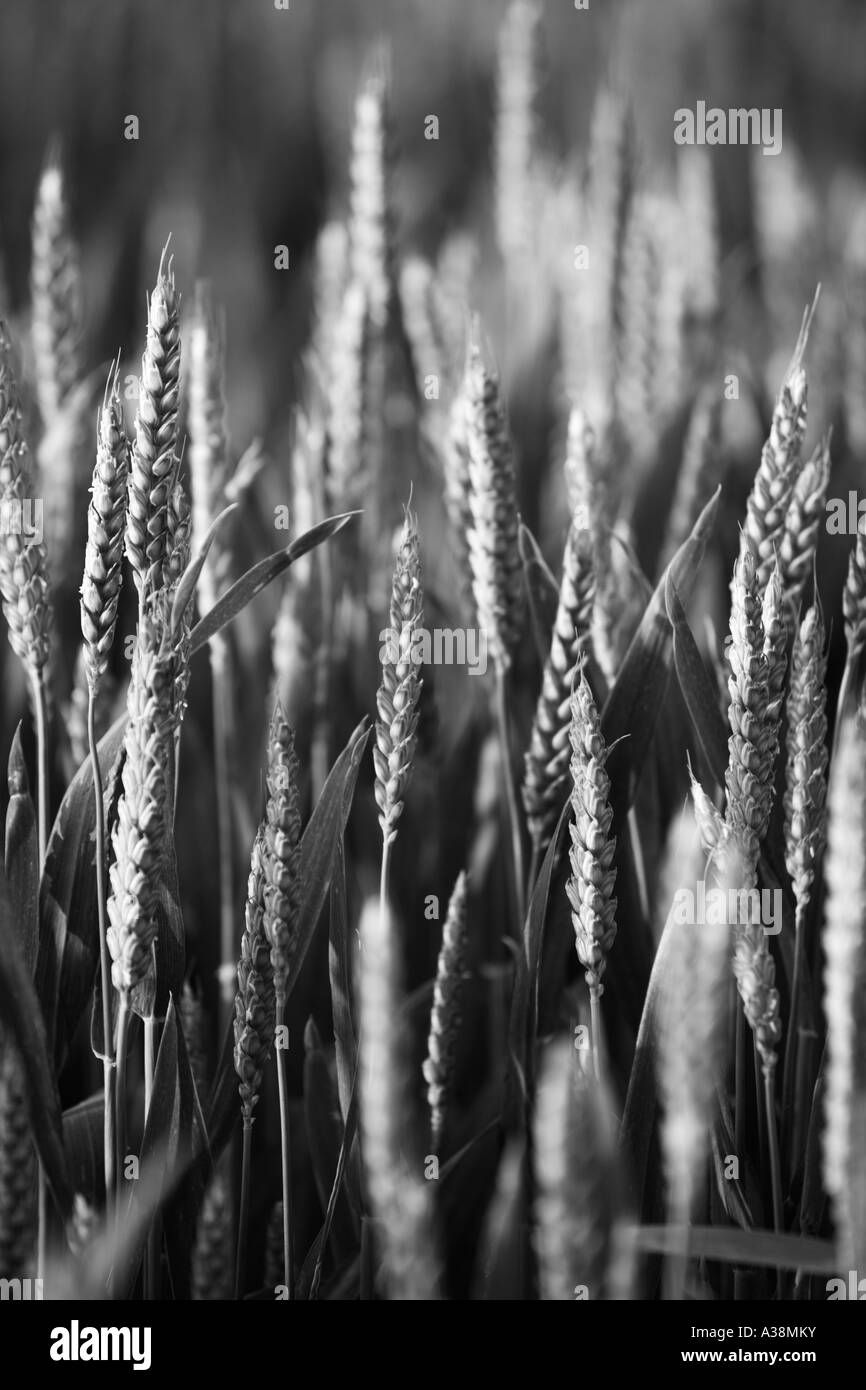 Close up of ripening wheat, Triticum aestivum, UK Stock Photo