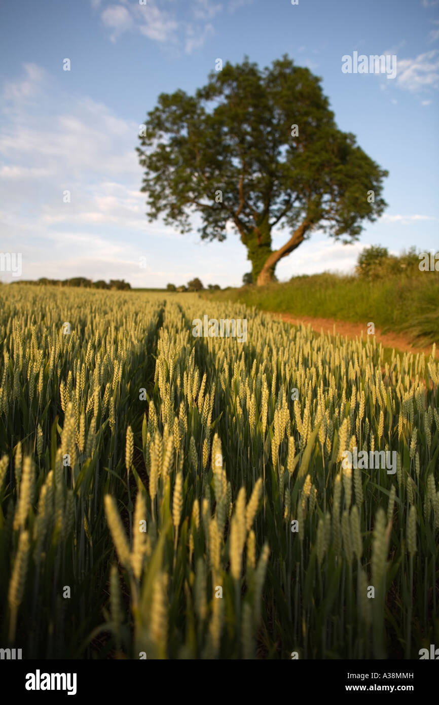 A field of ripening wheat and a mature tree, UK Stock Photo - Alamy