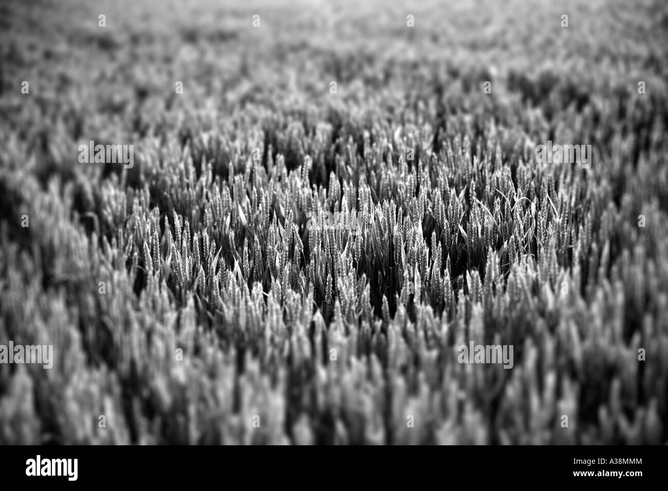 Ripening Wheat, Triticum aestivum Stock Photo