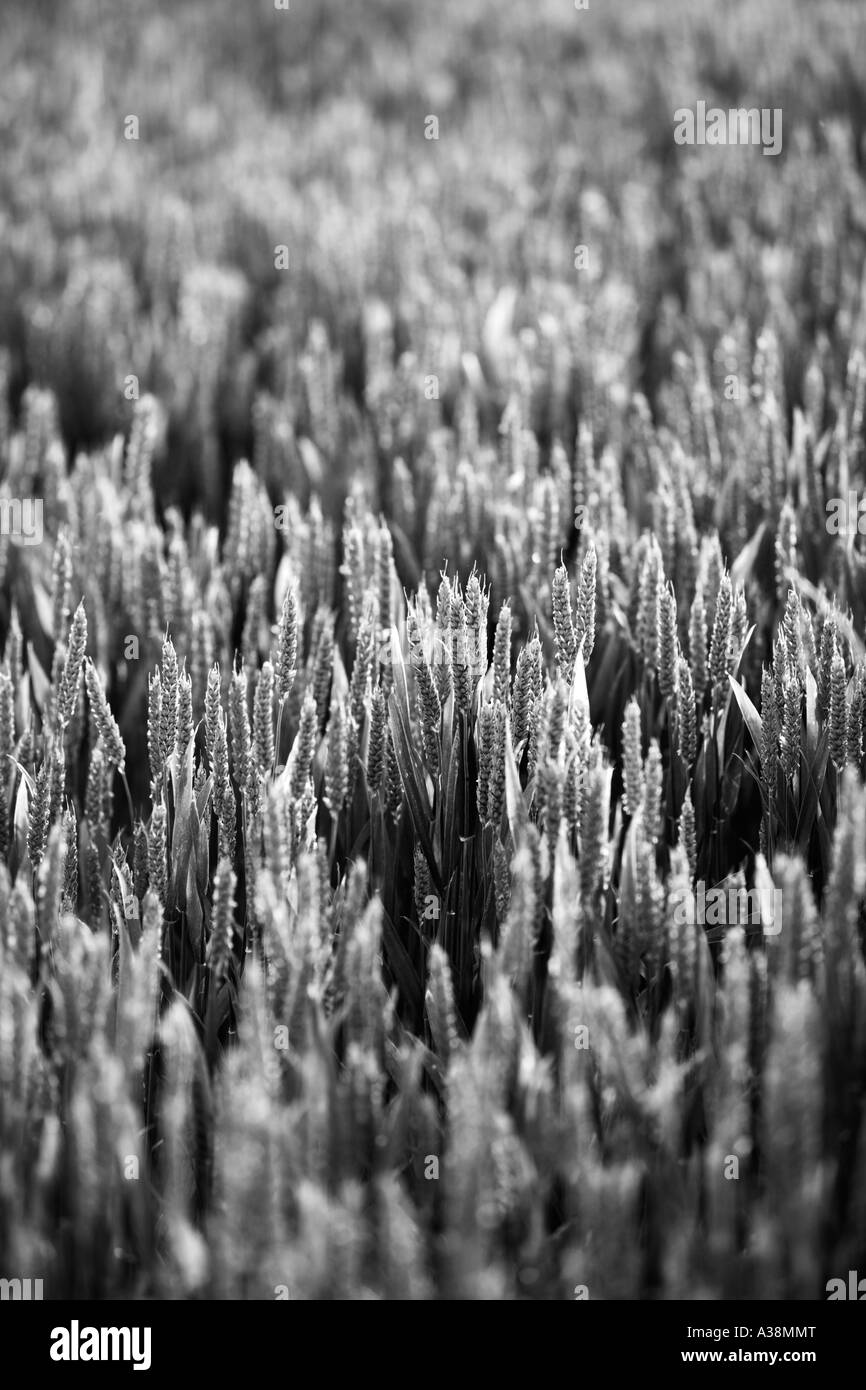 Ripening Wheat, Triticum aestivum Stock Photo