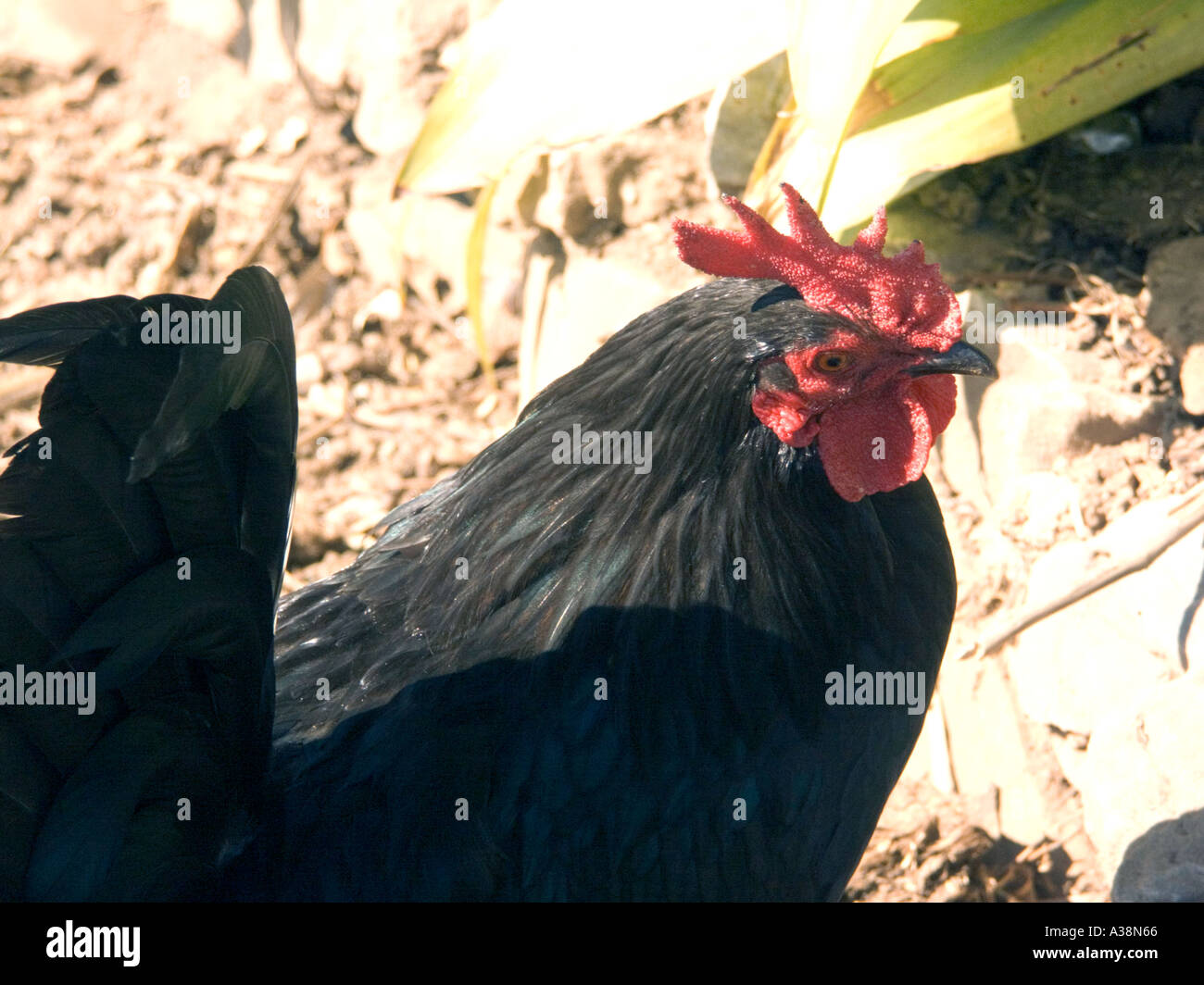 Bantam cockerel poultry fowl Stock Photo - Alamy