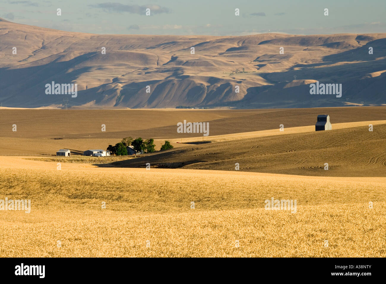 Mature wheat field, farm with grain elevator, Sherman County, Oregon Stock Photo