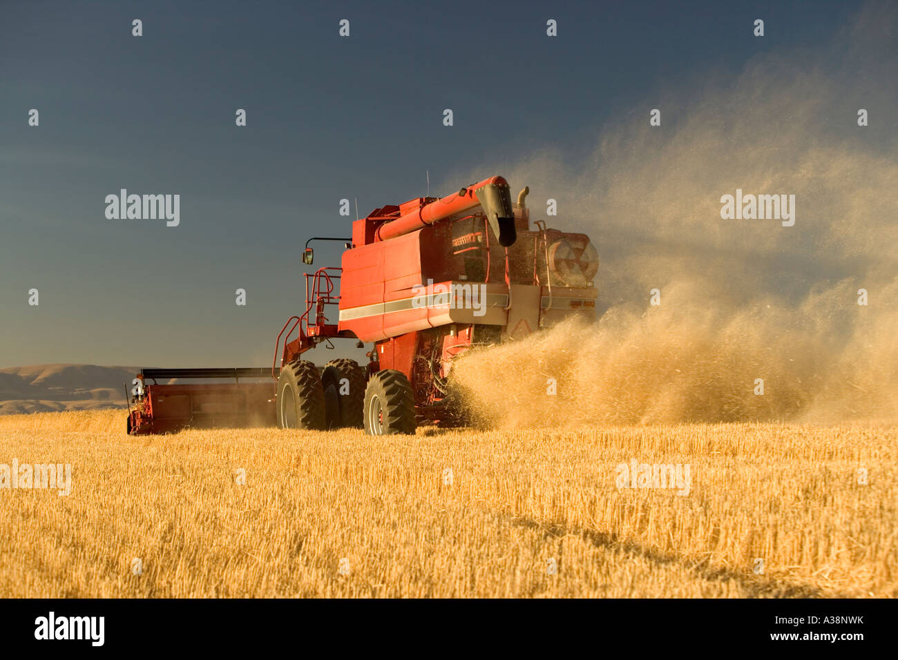Combine harvesting wheat Stock Photo Alamy