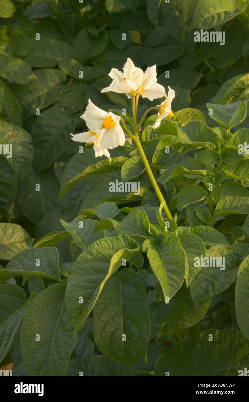 Flowers of the Potato plant, California Stock Photo