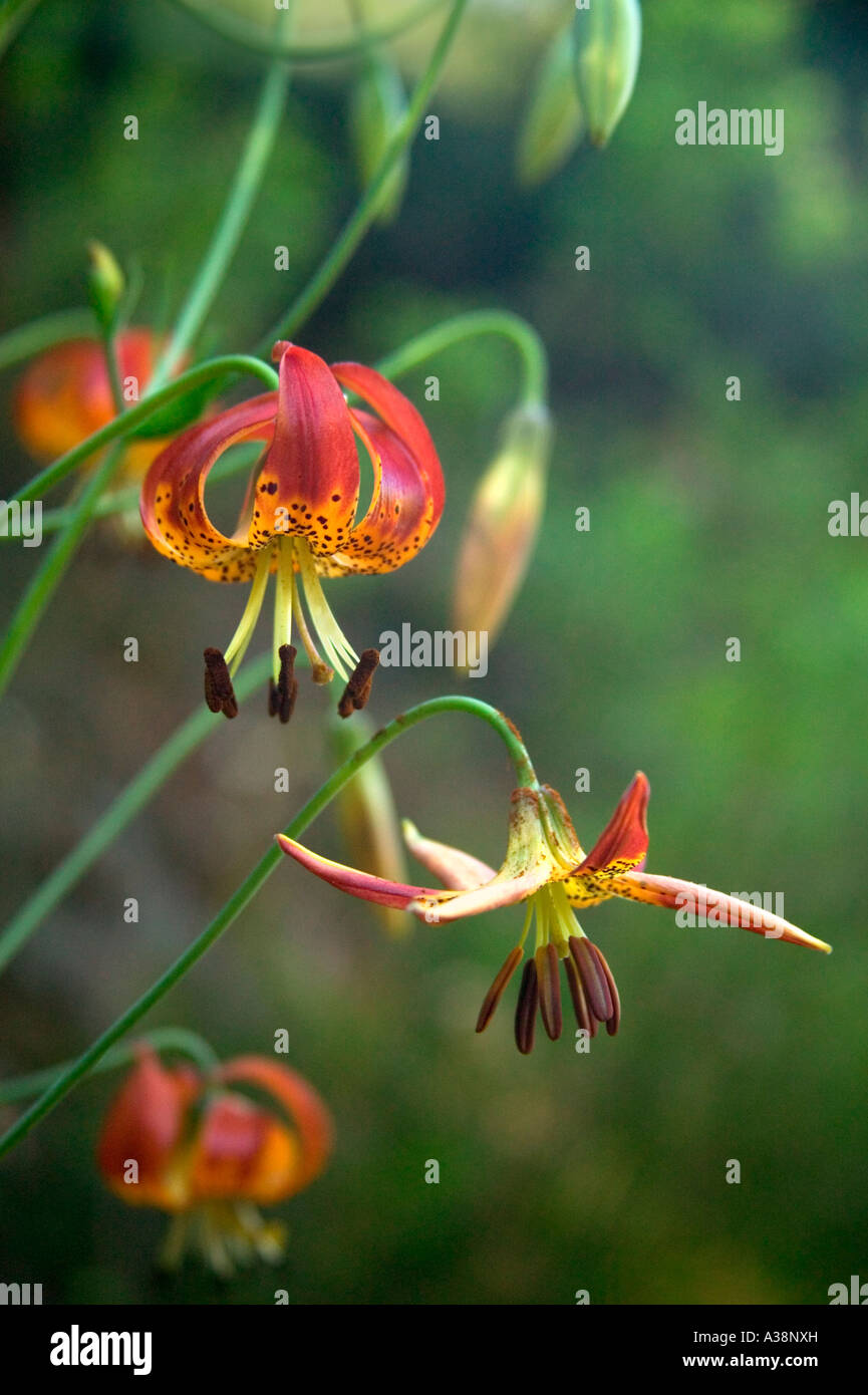 Vollmeri  Lily flowering, California Stock Photo