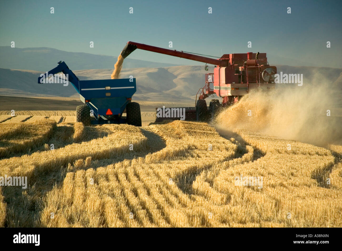 Wheat harvest, combine dumping grain into Bankout Wagon Stock Photo Alamy