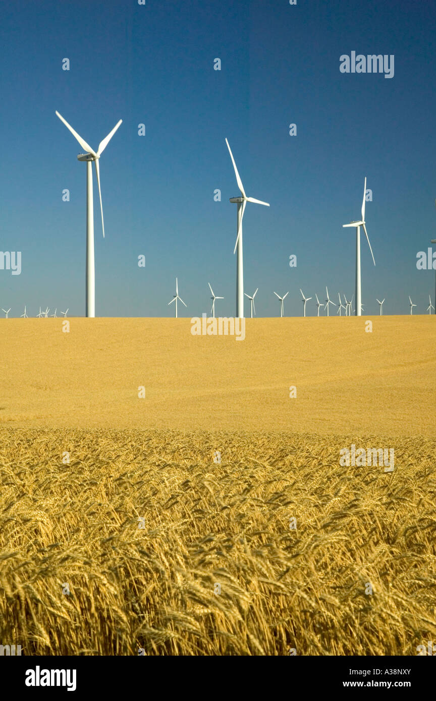 Wind farm, turbines in mature wheat field, Oregon Stock Photo