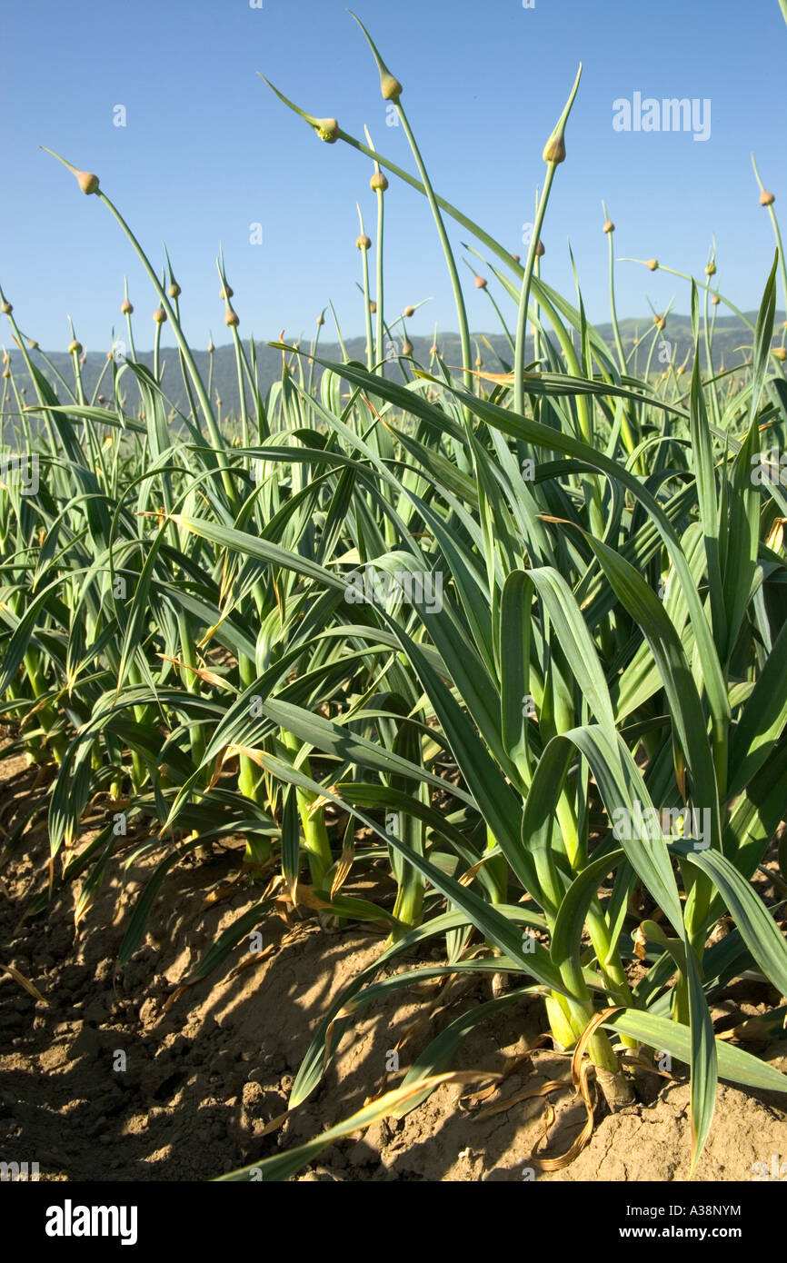 Elephant garlic growing in field, California Stock Photo Alamy