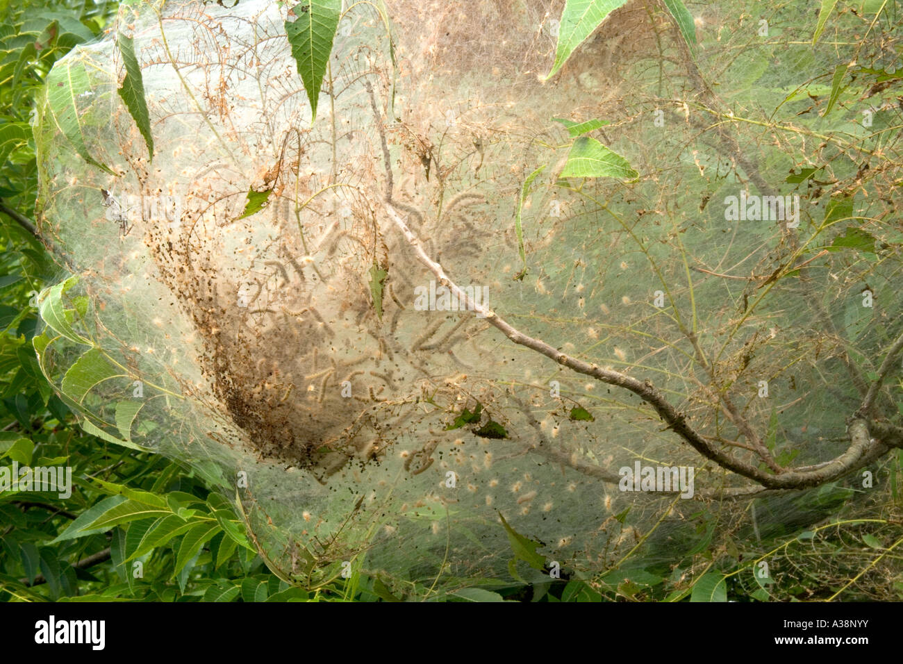 Eastern Tent Caterpillars nesting web, Florida Stock Photo Alamy