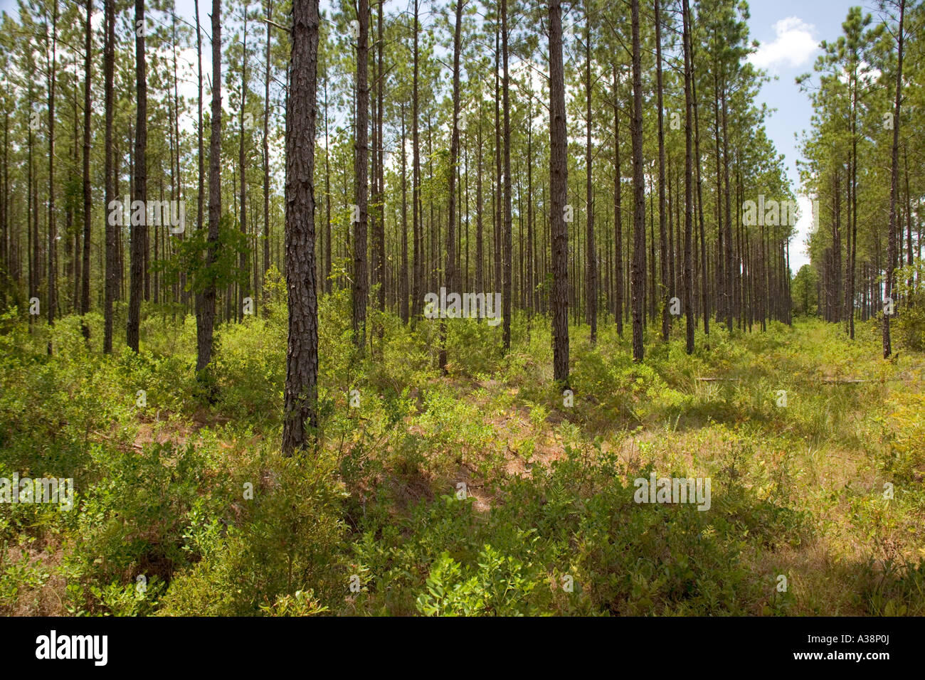 Slash Pine plantation, Florida. Stock Photo