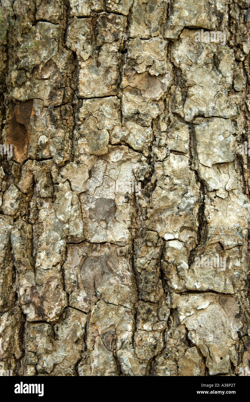 Bark of the Mahogany tree, Everglades National Park, Florida Stock Photo